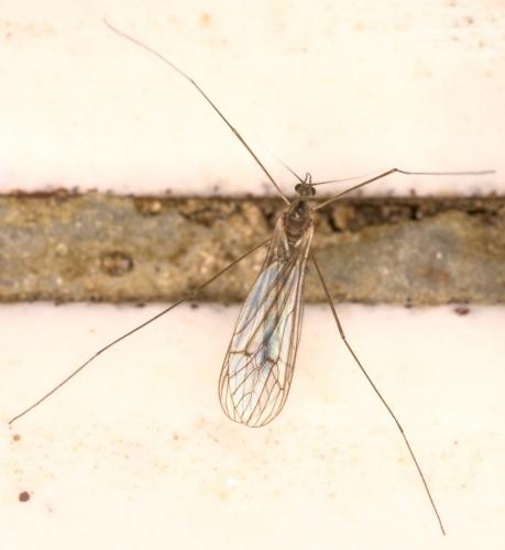 Trichocera annulata